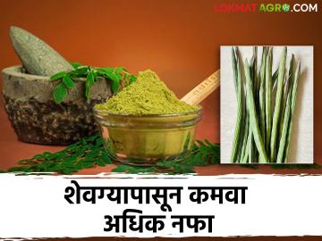 Drumstick शेवग्यापासून बनतात इतकी उत्पादने; सुरु करू शकता प्रक्रिया उद्योग - Marathi News | So many products are made from Drumstick; Can start processing industry | Latest News at Lokmat.com Drumstick शेवग्यापासून बनतात इतकी उत्पादने; सुरु करू शकता प्रक्रिया उद्योग - Marathi News | So many products are made from Drumstick; Can start processing industry | Latest News at Lokmat.com