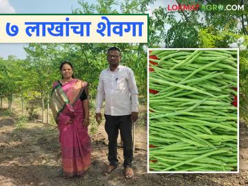 दुष्काळी भागातील तरुणाची कमाल; चार एकर शेवग्याच्या शेतीतून घेतले ७ लाखांचे उत्पन्न - Marathi News | The best of a youth in a drought-hit area; Income of Rs 7 lakhs from a four-acre farm | Latest News at Lokmat.com दुष्काळी भागातील तरुणाची कमाल; चार एकर शेवग्याच्या शेतीतून घेतले ७ लाखांचे उत्पन्न - Marathi News | The best of a youth in a drought-hit area; Income of Rs 7 lakhs from a four-acre farm | Latest News at Lokmat.com