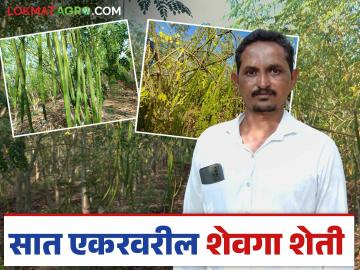 Shevga Farming : नांदगावच्या शेतकऱ्याने कांदा, कापसाला बाजूला सारलं, आता शेवगा देतोय लाखो रुपये - Marathi News | Latest News Shevga Farming Nandgaon farmer gave up onion and cotton, now Shevga farming lakhs of rupees income | Latest News at Lokmat.com