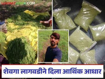 Moringa Leaves Powder : शेवग्याच्या पावडरने संजयरावांचे बदलले आयुष्य; केली लघुउद्योगाची निर्मित्ती - Marathi News | Moringa Leaves Powder: Moringa powder changed Sanjayrao's life; He created a small industry | Latest News at Lokmat.com