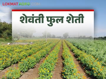 Women Farmer Story : शिरोडी खुर्द येथे शंभर एकरक्षेत्रात महिलांनी फुलवली फुलांची शेती - Marathi News | Women Farmer Story: Women cultivate flowers in a hundred acres of land in Shirodi Khurd | Latest News at Lokmat.com