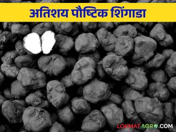 शिंगाडा शेतीचा नवा पर्याय  - Marathi News | A new alternative to Shingada farming  | Latest News at Lokmat.com