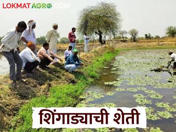थंडीत मागणी असणाऱ्या शिंगाड्याची शेती कशी करतात, दर काय मिळतो? वाचा सविस्तर  - Marathi News | Latest News Agriculture News Shingada farming sheti demand in winter see details | Latest News at Lokmat.com