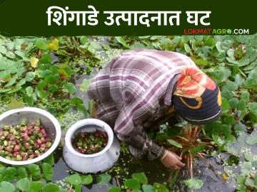 Sinaghadae Crop : हवामान बदलाचा शिंगाडे उत्पादकांना बसला फटका; काय होतो परिणाम ते वाचा सविस्तर - Marathi News | Sinaghadae Crop : Sinaghadae producers hit by climate change; Read the detailed results | Latest News at Lokmat.com Sinaghadae Crop : हवामान बदलाचा शिंगाडे उत्पादकांना बसला फटका; काय होतो परिणाम ते वाचा सविस्तर - Marathi News | Sinaghadae Crop : Sinaghadae producers hit by climate change; Read the detailed results | Latest News at Lokmat.com