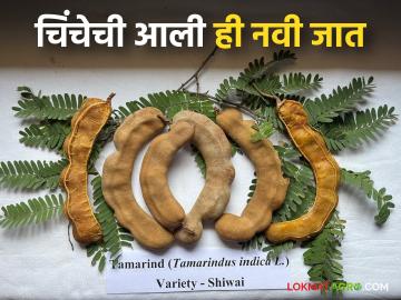 एका झाडापासून आठ ते नऊ क्विंटल उत्पादन देणारी चिंचेची नवीन जात; वाचा सविस्तर - Marathi News | A new variety of tamarind yielding eight to nine quintals per plant; Read in detail | Latest News at Lokmat.com
