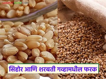 Sharbati Wheat : सिहोर आणि शरबती गहू कुठे पिकवला जातो, या दोन्ही गव्हामधील फरक काय आहे? Sharbati Wheat : सिहोर आणि शरबती गहू कुठे पिकवला जातो, या दोन्ही गव्हामधील फरक काय आहे?
