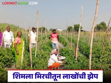 माण तालुक्यातील युवा शेतकऱ्याने शिमला मिरचीत केली कमाल; दीड एकरमध्ये घेतले २० लाखांचे उत्पन्न - Marathi News | Young farmer from Maan taluka excelled in capsicum; earned income of Rs 20 lakhs in one and a half acres | Latest News at Lokmat.com
