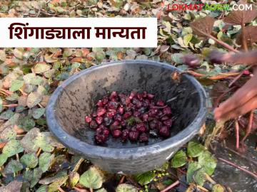 Singada Crop : शिंगाडा पिकास फळे व भाजीपाला संवर्गातील कृषि पीक म्हणून मान्यता - Marathi News | Singada Crop : Singada crop recognized as an agricultural crop in the fruits and vegetables category | Latest News at Lokmat.com