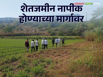 Agriculture News : मातीचा रंग लाल झाला, पिकांवरही परिणाम, नेमकं काय आहे प्रकरण? वाचा सविस्तर - Marathi News | Latest News Agriculture NewsImpact on crops due to chemically treated water from Sinner MIDC Read in detail | Latest News at Lokmat.com Agriculture News : मातीचा रंग लाल झाला, पिकांवरही परिणाम, नेमकं काय आहे प्रकरण? वाचा सविस्तर - Marathi News | Latest News Agriculture NewsImpact on crops due to chemically treated water from Sinner MIDC Read in detail | Latest News at Lokmat.com