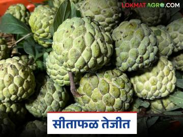 Sitafal Bajar Bhav : पुणे बाजारात सीताफळाला मिळाला उच्चांकी भाव; कसा मिळाला दर? - Marathi News | Sitafal Bajar Bhav : Sitaphal fetches highest price in Pune market; How did the price get there? | Latest News at Lokmat.com Sitafal Bajar Bhav : पुणे बाजारात सीताफळाला मिळाला उच्चांकी भाव; कसा मिळाला दर? - Marathi News | Sitafal Bajar Bhav : Sitaphal fetches highest price in Pune market; How did the price get there? | Latest News at Lokmat.com