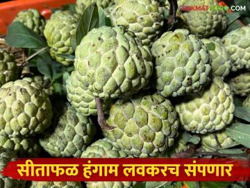 Sitafal Market : यंदाचा सीताफळ हंगाम अंतिम टप्प्यात; पुणे बाजार समितीत कसा मिळतोय दर? - Marathi News | Sitafal Market : This year's sitafal season is in its final stages; How is the price being obtained in the Pune Market Committee? | Latest News at Lokmat.com