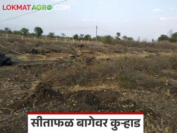 Agriculture News : चार वर्षांपासूनची मेहनत, एकरी 70 हजारांचा खर्च, मग आता बागेवर कुऱ्हाड का चालवली?  - Marathi News | Latest News Agriculture News Not expected market rate to Sitafal dhule farmer cut down farm | Latest News at Lokmat.com
