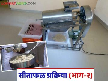 Sitafal Prkariya Udyog : सीताफळ प्रक्रिया उद्योगासाठी आवश्यक मशिनरी; वाचा सविस्तर - Marathi News | Sitafal Prkariya Udyog: Machinery required for the Sitafal processing industry; Read in detail | Latest News at Lokmat.com Sitafal Prkariya Udyog : सीताफळ प्रक्रिया उद्योगासाठी आवश्यक मशिनरी; वाचा सविस्तर - Marathi News | Sitafal Prkariya Udyog: Machinery required for the Sitafal processing industry; Read in detail | Latest News at Lokmat.com