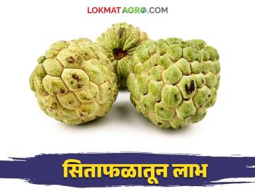 Sitaphal farm : परिस्थिती आणि पिकांची सांगड घालत खेरडे यांना मिळाले लाखोंचे उत्पन्न - Marathi News | Sitaphal farm : Kherde got income of lakhs due to combination of conditions and crops | Latest News at Lokmat.com