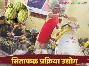 Custard Apple Pulp Making : मोरेवाडीत सिताफळ प्रक्रिया केंद्र सुरु ; आता बारमाही चाखता येणार गोडवा - Marathi News | Custard Apple Pulp Making : Sitaphal Processing Center started in Morewadi; Now the perennial sweetness can be tasted | Latest News at Lokmat.com