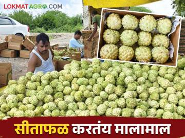 परवडत नसलेल्या उसाला दिला दुसरा पर्याय.. सीताफळ उत्पादनाने शेतकरी दत्तात्रय मालामाल - Marathi News | Custard apple Option to Sugarcane Crop get good income farmer Dattatray | Latest News at Lokmat.com