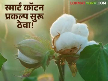 Smart Cotton : शेतकरी हिताची योजना, स्मार्ट कॉटन प्रकल्प सुरू ठेवा! शेतकऱ्यांची मागणी  - Marathi News | Latest News agriculture News continue Smart Cotton project says kapus Farmers | Latest News at Lokmat.com