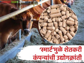 SMART Project : 'स्मार्ट'मुळे शेतकरी कंपन्यांची उद्योगक्रांती; ६०% अनुदानाने उभारले मोठे प्रकल्प! - Marathi News | latest news SMART Project: Industrial revolution in farmer companies due to 'SMART'; Major projects set up with 60% subsidy! | Latest News at Lokmat.com