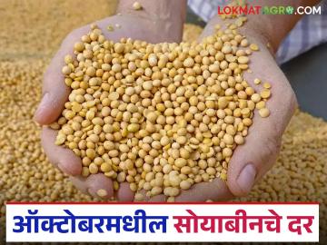Soyabean Market : ऑक्टोबर 2025 मध्ये सोयाबीनचे सरासरी दर कसे राहतील, वाचा सविस्तर  - Marathi News | Latest News Soyabean Market Read in detail what will be average soybean prices in October 2025 | Latest News at Lokmat.com