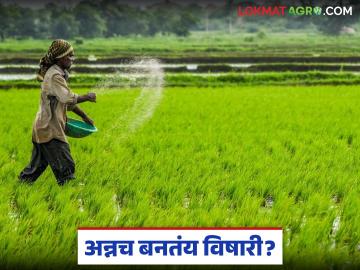 Soil Fertility : अन्नच विषारी बनतेय! शेतीतल्या 'या' मोठ्या चुकीमुळे वाढतोय धोका - Marathi News | latest news Soil Fertility: Food is becoming poisonous! The risk is increasing due to 'this' big mistake in agriculture | Latest News at Lokmat.com