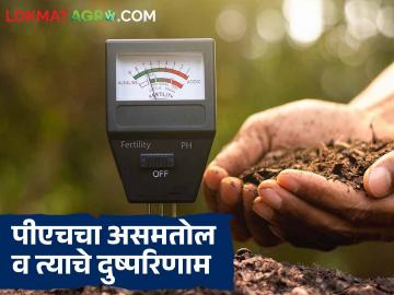 Soil PH Level : मातीचा पीएच कशामुळे बिघडतो आणि तो किती असायला हवा, वाचा सविस्तर - Marathi News | Latest news Soil PH level A pH level between 6.0 and 7.5 is ideal for optimal crop production | Latest News at Lokmat.com