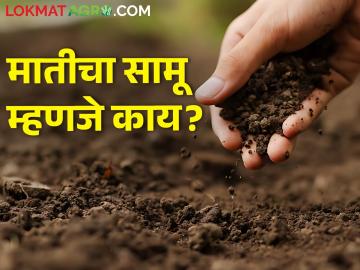 मातीचा सामू कसा मोजला जातो? - Marathi News | How is soil pH measured? | Latest News at Lokmat.com