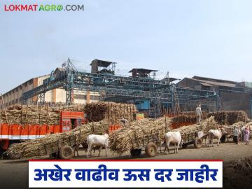 सोलापूर जिल्ह्यात 'या' २३ कारखान्यांनी अखेर जाहीर केला ३ हजार व त्यापेक्षा अधिक ऊस दर - Marathi News | These 23 factories in Solapur district finally announced sugarcane prices of 3 thousand and above | Latest News at Lokmat.com