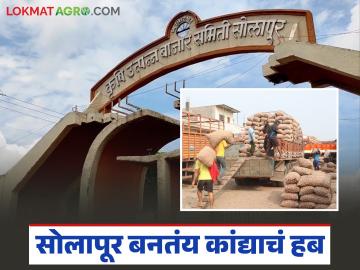 Solapur AMPC : सोलापूर कृषी उत्पन्न बाजार समिती लवकरच कांदा व्यापाराचे प्रमुख केंद्र बनणार - Marathi News | Solapur AMPC : Solapur Agricultural Produce Market Committee will soon become a major center for onion trading | Latest News at Lokmat.com Solapur AMPC : सोलापूर कृषी उत्पन्न बाजार समिती लवकरच कांदा व्यापाराचे प्रमुख केंद्र बनणार - Marathi News | Solapur AMPC : Solapur Agricultural Produce Market Committee will soon become a major center for onion trading | Latest News at Lokmat.com