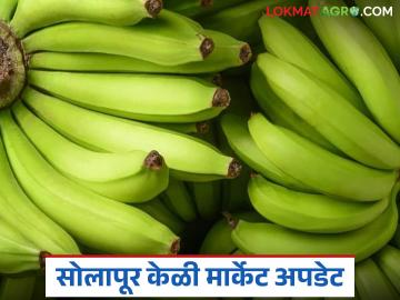 जूनमध्ये २० रुपये प्रतिकिलो दर मिळणाऱ्या सोलापूरच्या केळीला आता किती मिळतोय भाव? - Marathi News | What is the price of Solapur bananas, which were priced at Rs 20 per kg in June, now? | Latest News at Lokmat.com जूनमध्ये २० रुपये प्रतिकिलो दर मिळणाऱ्या सोलापूरच्या केळीला आता किती मिळतोय भाव? - Marathi News | What is the price of Solapur bananas, which were priced at Rs 20 per kg in June, now? | Latest News at Lokmat.com