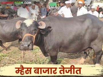 Buffalo Market : सोलापूर बाजारात जाफराबादी, मुऱ्हा म्हशींचे मार्केट वाढले; तीन कोटींची उलाढाल - Marathi News | Buffalo Market : The market for Jafrabadi and Murrah buffaloes increased in Solapur market; turnover of three crores | Latest News at Lokmat.com