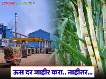 सोलापूर जिल्ह्यातही ऊस परिषदेचा इशारा; उसाच्या पहिल्या हप्त्याबरोबर झाले 'हे' सात ठराव - Marathi News | Sugarcane parishad warns in Solapur district too; 'These' seven resolutions passed along with the first installment of sugarcane | Latest News at Lokmat.com सोलापूर जिल्ह्यातही ऊस परिषदेचा इशारा; उसाच्या पहिल्या हप्त्याबरोबर झाले 'हे' सात ठराव - Marathi News | Sugarcane parishad warns in Solapur district too; 'These' seven resolutions passed along with the first installment of sugarcane | Latest News at Lokmat.com