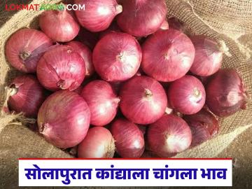 सोलापूर बाजार समितीमध्ये थंडीत उन्हाळ कांद्याला चांगला भाव; वाचा कसा मिळतोय दर? - Marathi News | Good price for summer onions in Solapur Market Committee during winter; Read how are you getting the price? | Latest News at Lokmat.com