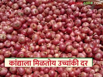 राज्यातील 'या' बाजारात कांद्याला मिळतोय सर्वाधिक दर; वाचा, काय आहे कारण?