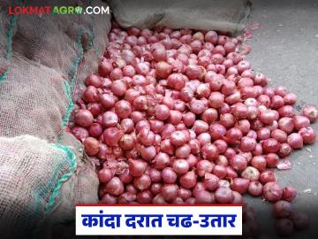 सोलापूर कांदा बाजारात एका दिवसात साडेपाच कोटी रुपयांची उलाढाल; वाचा काय मिळाला दर? - Marathi News | Solapur onion market saw a turnover of five and a half crore rupees in a single day; Read what was the price? | Latest News at Lokmat.com