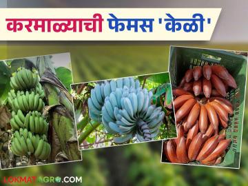 करमाळा बनतोय केळीचं हब; लाल, निळ्या अन् वेलची केळीसाठी सोलापूर गाजतंय जगभर - Marathi News | Karmala is becoming a banana hub; Solapur is famous all over the world for its red, blue and velachi bananas | Latest News at Lokmat.com करमाळा बनतोय केळीचं हब; लाल, निळ्या अन् वेलची केळीसाठी सोलापूर गाजतंय जगभर - Marathi News | Karmala is becoming a banana hub; Solapur is famous all over the world for its red, blue and velachi bananas | Latest News at Lokmat.com