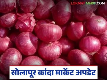 Kanda Bajar Bhav : सोलापुरात कांद्याची आवक घटल्यामुळे दरात झाली वाढ; वाचा कसा मिळतोय दर? - Marathi News | Kanda Bajar Bhav : Prices have increased due to reduced onion arrival in Solapur; Read how the price is being obtained? | Latest News at Lokmat.com Kanda Bajar Bhav : सोलापुरात कांद्याची आवक घटल्यामुळे दरात झाली वाढ; वाचा कसा मिळतोय दर? - Marathi News | Kanda Bajar Bhav : Prices have increased due to reduced onion arrival in Solapur; Read how the price is being obtained? | Latest News at Lokmat.com