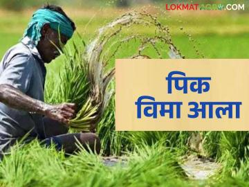 Pik Vima : सोलापूर जिल्ह्यातील या शेतकऱ्यांच्या खात्यावर आले पिक विम्याचे पैसे - Marathi News | Pik Vima : Crop insurance money arrived in the accounts of these farmers in Solapur district | Latest News at Lokmat.com