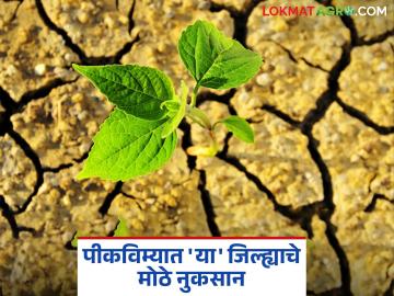 केवळ पीक कापणी उत्पन्नावर विमा नुकसानभरपाईची अपेक्षा; ५१ टक्के रकमेला शेतकरी मुकणार - Marathi News | Expectation of insurance compensation only on crop harvest income; Farmers will lose 51 percent of the amount | Latest News at Lokmat.com केवळ पीक कापणी उत्पन्नावर विमा नुकसानभरपाईची अपेक्षा; ५१ टक्के रकमेला शेतकरी मुकणार - Marathi News | Expectation of insurance compensation only on crop harvest income; Farmers will lose 51 percent of the amount | Latest News at Lokmat.com