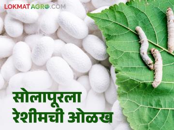 Reshim Sheti : लाखात उत्पन्न देणाऱ्या रेशीम शेतीचा सोलापूर जिल्ह्याला लागतोय लळा - Marathi News | Reshim Sheti : Solapur district increases area under silk farming which gives income in lakhs | Latest News at Lokmat.com