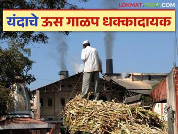 Us Galap : मागील तीन वर्षाच्या तुलनेत यंदा या जिल्ह्यांत ऊस गाळपात मोठी घट - Marathi News | Us Galap : There has been a big decline in sugarcane crushing in these districts this year compared to the last three years | Latest News at Lokmat.com