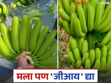 उत्तम गोडवा, जास्त टिकवणक्षमता अन् सर्वाधिक निर्यात होणाऱ्या सोलापूरच्या केळीला मिळेल का जीआय? वाचा सविस्तर - Marathi News | Will Solapur's banana, which has excellent sweetness, high self life and is the most exported, get GI? Read in detail | Latest News at Lokmat.com