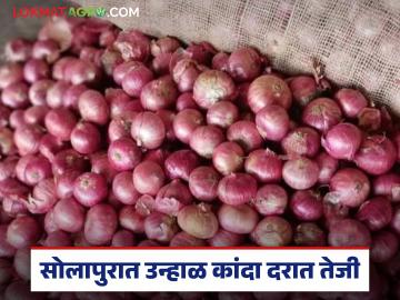 सोलापूर बाजार समितीमध्ये उन्हाळी कांद्याच्या दरात तेजी; वाचा कसा मिळतोय दर? - Marathi News | Summer onion prices rise in Solapur Market Committee; Read how the price is being obtained? | Latest News at Lokmat.com सोलापूर बाजार समितीमध्ये उन्हाळी कांद्याच्या दरात तेजी; वाचा कसा मिळतोय दर? - Marathi News | Summer onion prices rise in Solapur Market Committee; Read how the price is being obtained? | Latest News at Lokmat.com