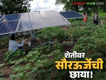 Solar Power : शेतीवर सौरऊर्जेची छाया; शेतजमीन भाड्याने देण्याचा वाढता कल वाचा सविस्तर - Marathi News | latest news Solar Power: The shadow of solar energy on agriculture; Growing trend of renting out agricultural land Read in detail | Latest News at Lokmat.com