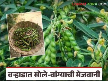 Solya Vangyachi Bhaji : वऱ्हाडात हिवाळी भाज्यांची चंगळ; स्वयंपाकघरात देशी चवींचा उत्सव - Marathi News | latest news Solya Vangyachi Bhaji: A feast of winter vegetables in the kitchen; A celebration of indigenous flavors in the kitchen | Latest News at Lokmat.com Solya Vangyachi Bhaji : वऱ्हाडात हिवाळी भाज्यांची चंगळ; स्वयंपाकघरात देशी चवींचा उत्सव - Marathi News | latest news Solya Vangyachi Bhaji: A feast of winter vegetables in the kitchen; A celebration of indigenous flavors in the kitchen | Latest News at Lokmat.com