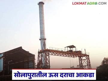 सोलापुरात ३३ साखर कारखान्यांपैकी १७ साखर कारखान्यांचा ऊस दर जाहीर; किती राहिला आकडा? - Marathi News | Sugarcane prices of 17 out of 33 sugar factories in Solapur have been announced; What is the remaining figure? | Latest News at Lokmat.com सोलापुरात ३३ साखर कारखान्यांपैकी १७ साखर कारखान्यांचा ऊस दर जाहीर; किती राहिला आकडा? - Marathi News | Sugarcane prices of 17 out of 33 sugar factories in Solapur have been announced; What is the remaining figure? | Latest News at Lokmat.com