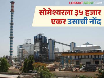 Someshwar Sugar : सोमेश्वर साखर कारखाना यंदाच्या हंगामात किती ऊस गाळप करणार? - Marathi News | Someshwar Sugar : How much sugarcane will crush by Someshwar Sugar Factory in this season? | Latest News at Lokmat.com Someshwar Sugar : सोमेश्वर साखर कारखाना यंदाच्या हंगामात किती ऊस गाळप करणार? - Marathi News | Someshwar Sugar : How much sugarcane will crush by Someshwar Sugar Factory in this season? | Latest News at Lokmat.com