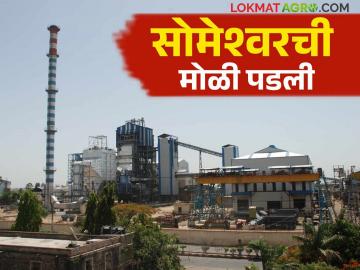 आडसाली ऊस गाळपास प्राधान्य देत सोमेश्वर कारखाना करणार तेरा लाख टन गाळप - Marathi News | The Someshwar sugar factory will produce thirteen lakh tones of sugarcane crushing | Latest News at Lokmat.com
