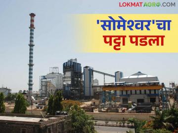Sugarcane FRP : सोमेश्वर कारखान्याचा यंदा ऊस गाळपाबरोबर एफआरपी देण्यातही उच्चांक - Marathi News | Sugarcane FRP : Someshwar factory scores high marks in sugarcane crushing as well as FRP this year | Latest News at Lokmat.com