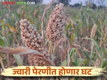 परतीच्या पावसामुळे ज्वारीच्या कोठारात यंदा ज्वारीखालील क्षेत्रात घट होण्याची शक्यता - Marathi News | There is a possibility of a decrease in the area under the sorghum crop this year in the Solapur due to return rain | Latest News at Lokmat.com परतीच्या पावसामुळे ज्वारीच्या कोठारात यंदा ज्वारीखालील क्षेत्रात घट होण्याची शक्यता - Marathi News | There is a possibility of a decrease in the area under the sorghum crop this year in the Solapur due to return rain | Latest News at Lokmat.com