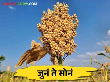 महाराष्ट्राची पारंपरिक पिके नष्ट होण्याच्या मार्गावर - Marathi News | Maharashtra's traditional crops are on the verge of extinction | Latest News at Lokmat.com